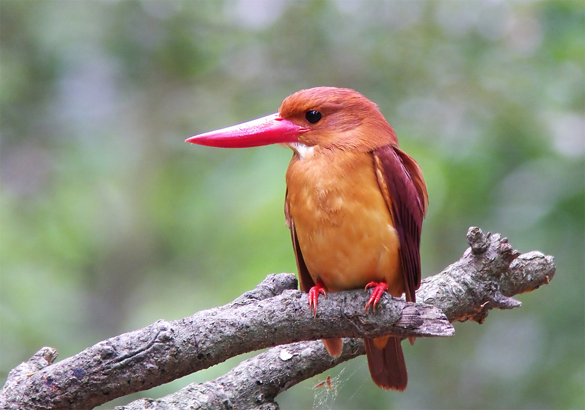 アカショウビンです ユンソナの野鳥写真