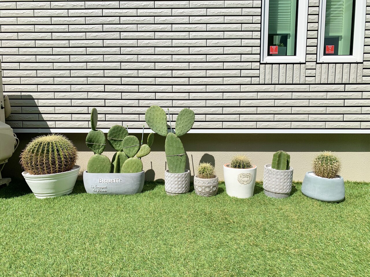 サボテンハウス また新たに仲間が増えました Yuppii S Blog ˊ ˋ