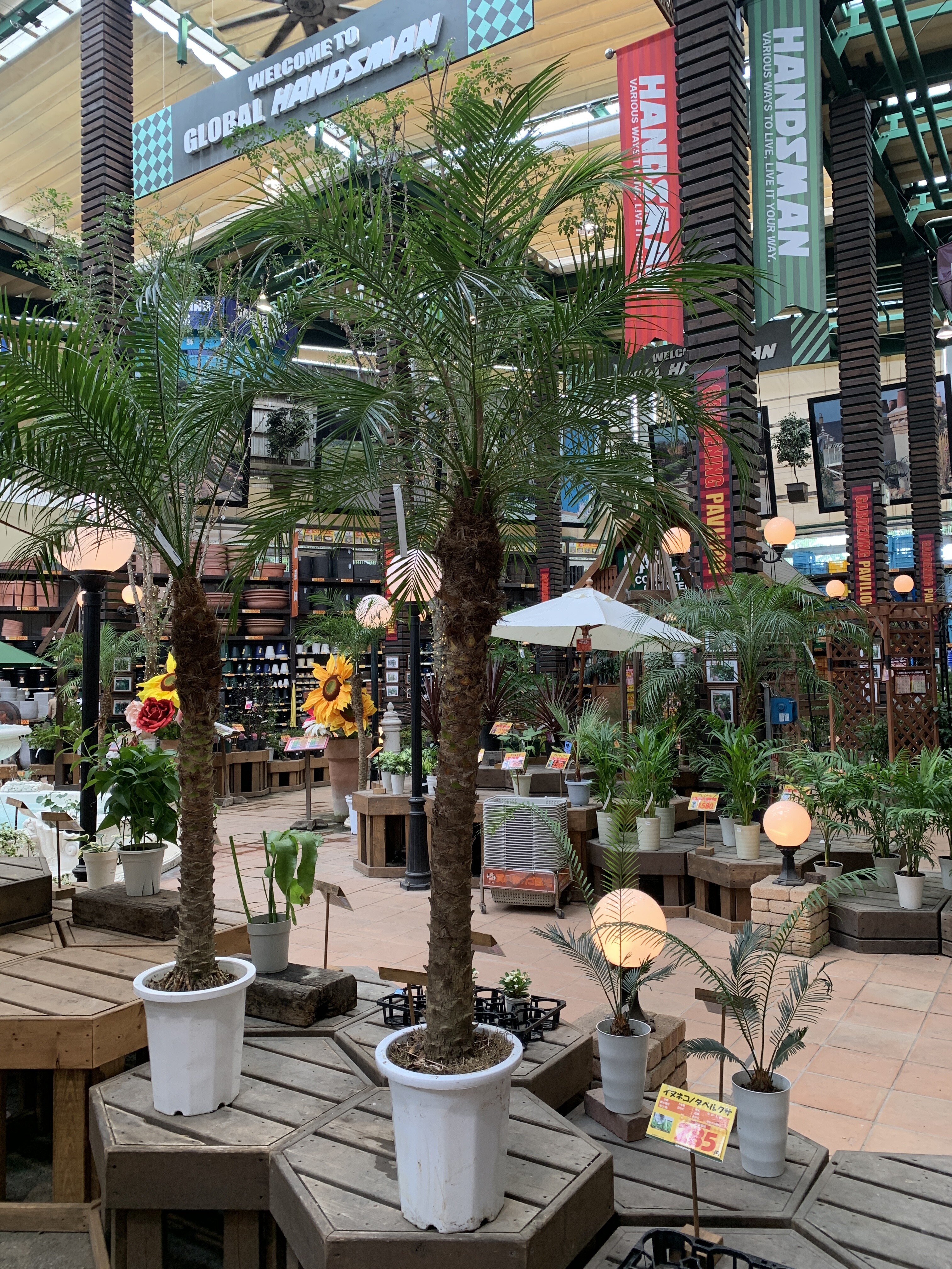 ドライガーデン計画開始！まずはシンボルツリーを購入⭐︎ : yuppii's