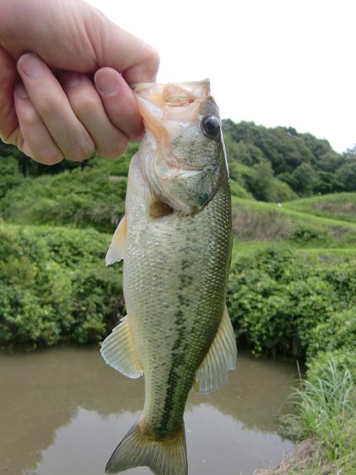エイプでバス釣り Yura19のblog