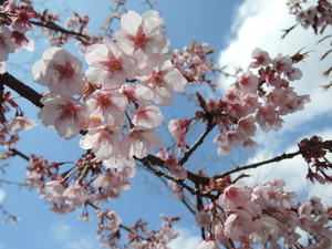 150318-河津桜2