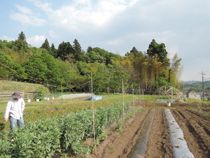 150512-マリポ農園5