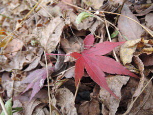 141201-紅葉