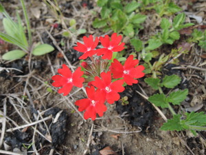 150512-マリポ農園4