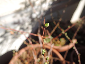 150125-ユキヤナギ