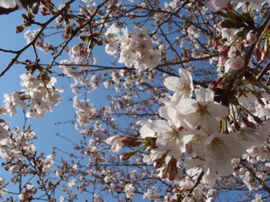 110406-ソメイヨシノ