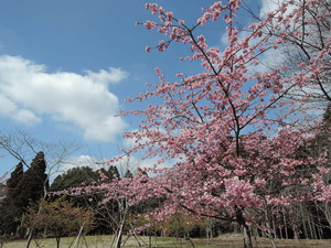150318-河津桜1