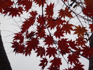 111108-妙高高原の紅葉
