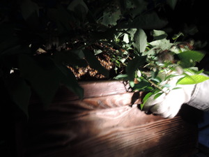 150512-分蜂3