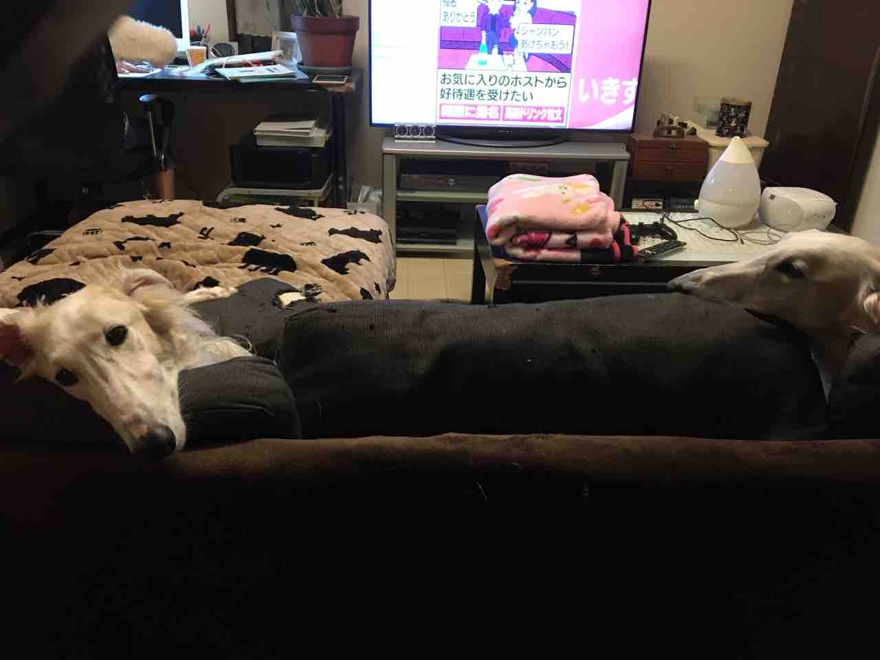 お金持ちの犬 ヤンチャ系ボル ボル