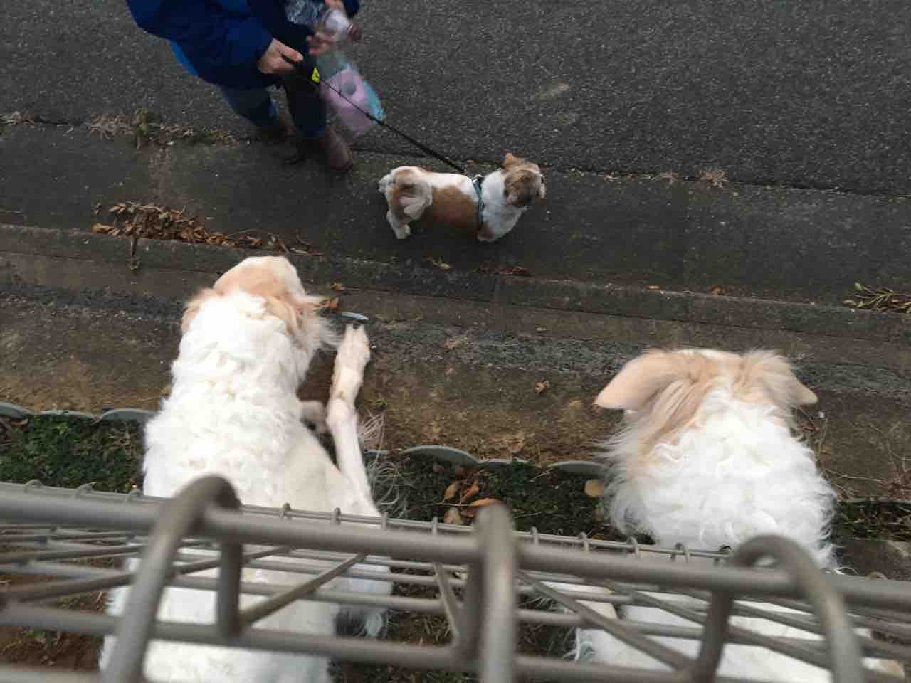 お金持ちの犬 ヤンチャ系ボル ボル