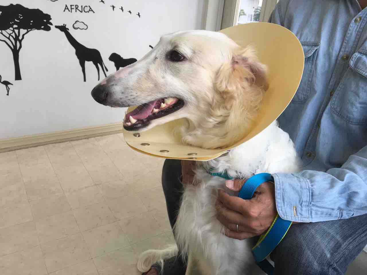 最近の獣医さんは ヤンチャ系ボル ボル