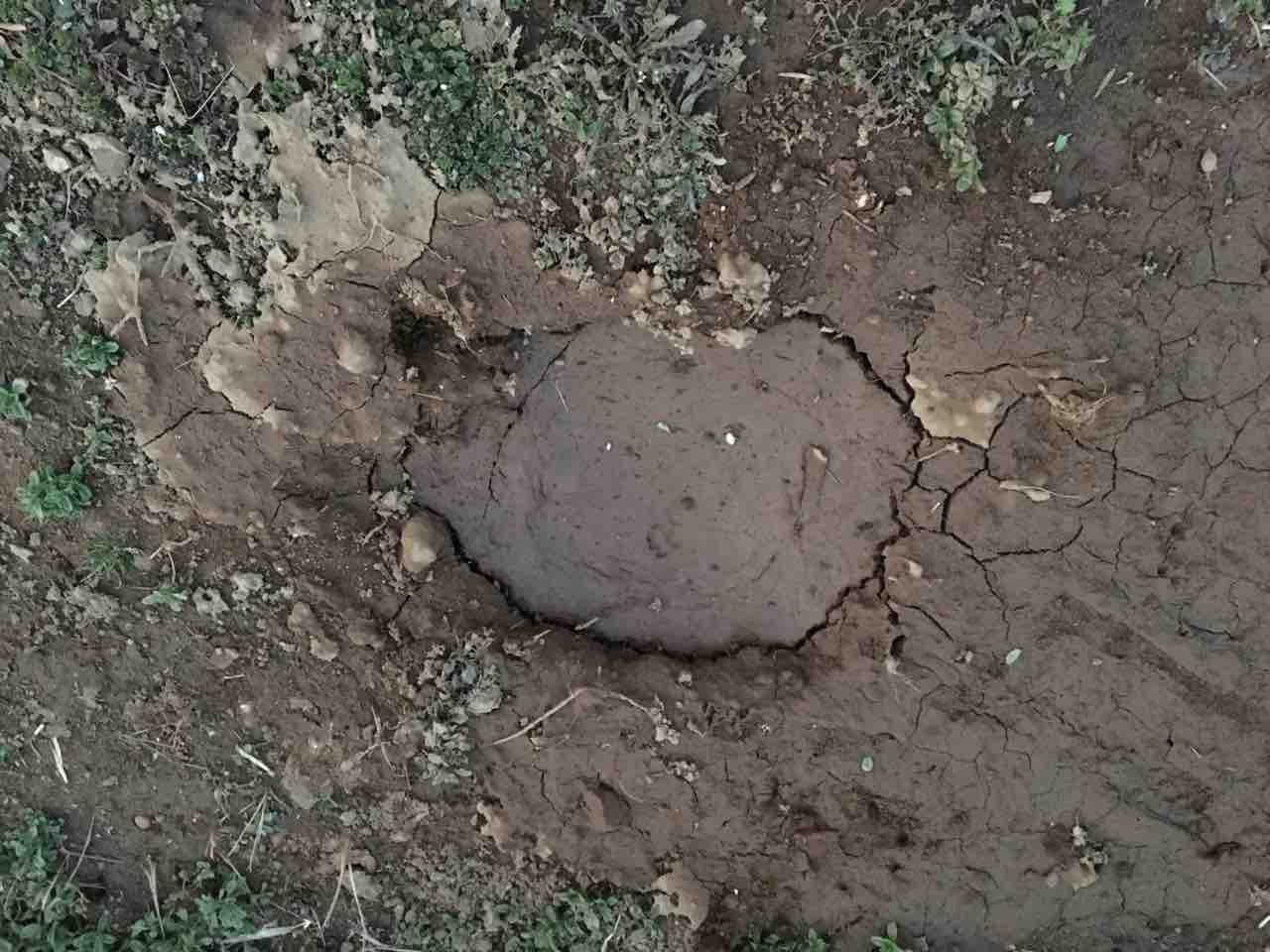 お金持ちの犬 ヤンチャ系ボル ボル