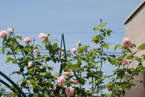 DSC_0001_20120719174039.jpg