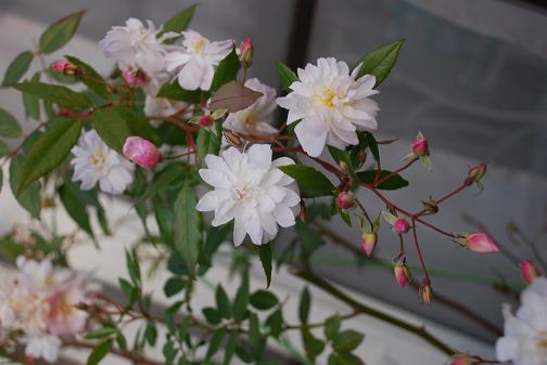 DSC_0211_20111217174210.jpg