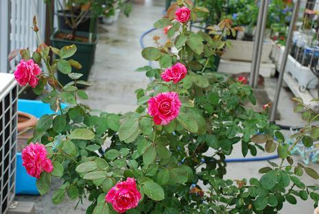 DSC_0067_20110921102620.jpg