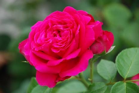 DSC_00281_20120722210344.jpg