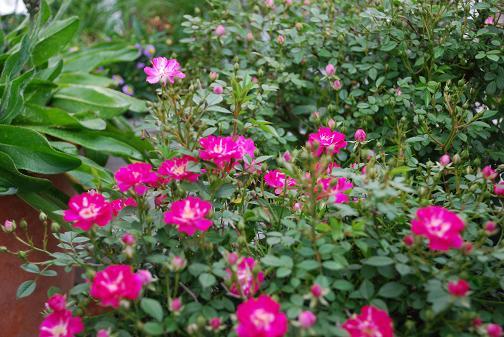 DSC_0021_20120521095203.jpg