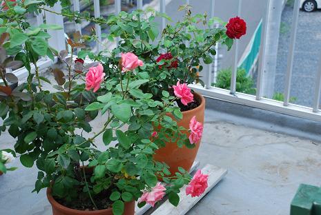 DSC_0380.jpg