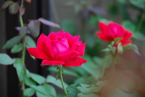 DSC_0072_20121003183848.jpg