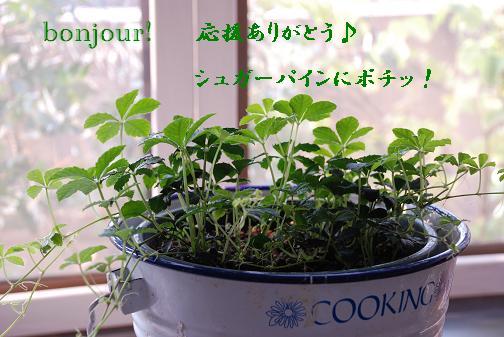 にほんブログ村 ライフスタイルブログ スローライフへ