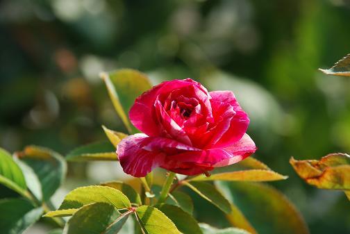 DSC_0029_20120824090757.jpg