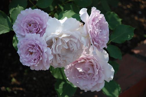 DSC_0090_20120521234321.jpg