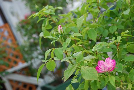 DSC_0151_20110702075646.jpg