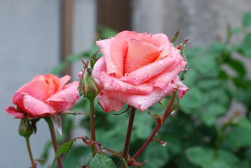 DSC_0033_20120609101242.jpg