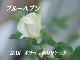 にほんブログ村 花ブログ バラ園芸へ