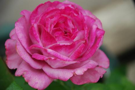 DSC_0032_20120722210300.jpg