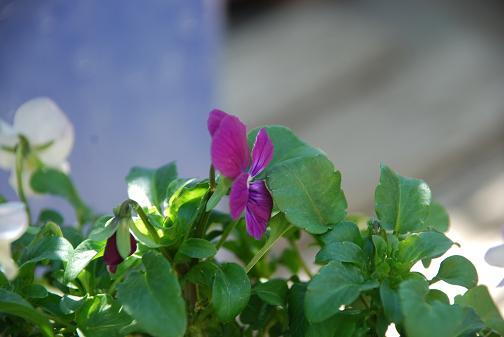 DSC_0503_20130326114920.jpg