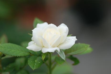 DSC_0437.jpg