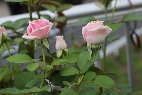 IMG_6577