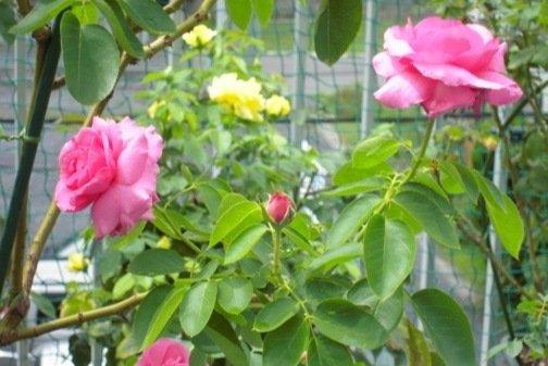 DSCN9656.jpg