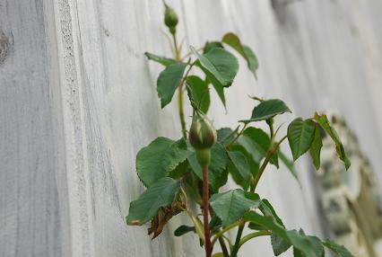 DSC_0005_20120422183939.jpg