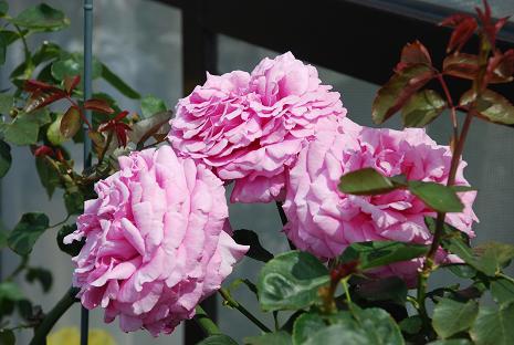 DSC_0014_20120627100330.jpg