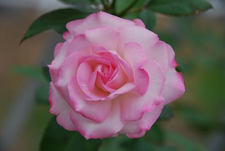 DSC_0009_20120722210125.jpg