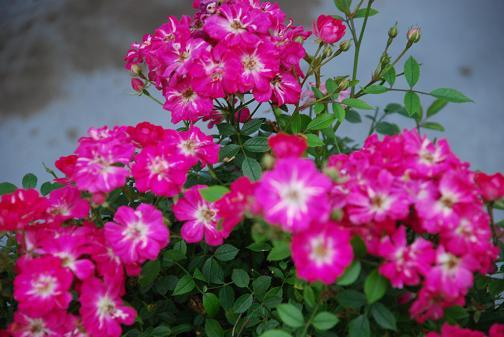 DSC_0047_20120615065626.jpg