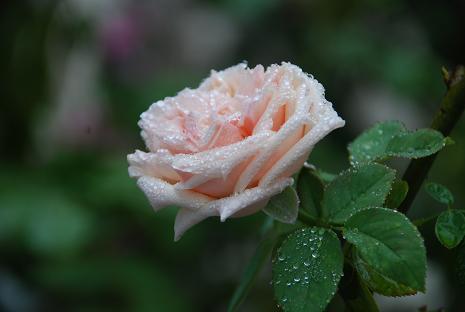 DSC_0006_20110823094234.jpg