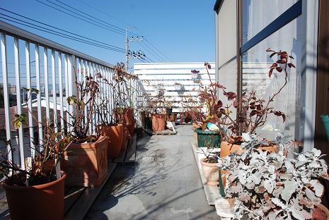 DSC_0315_20110305095439.jpg