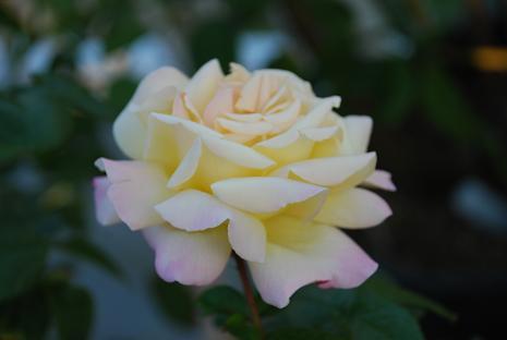 DSC_0008_20121030175708.jpg