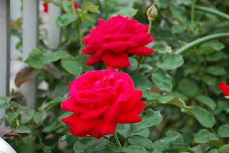 DSC_0147_20130621100225.jpg