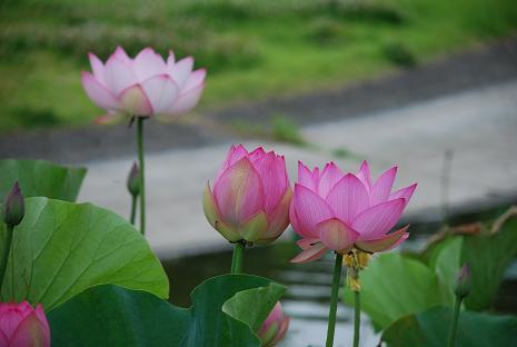 DSC_0097_20120701084933.jpg