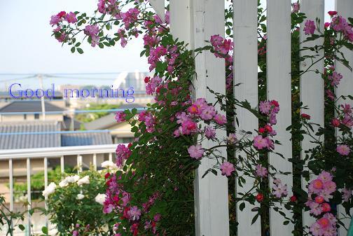 DSC_0055_20120525093745.jpg