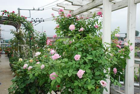 DSC_0033_20120722210300.jpg