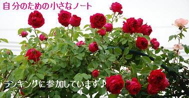 にほんブログ村 花ブログ バラ園芸へ