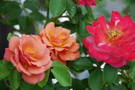 DSC_0135.jpg