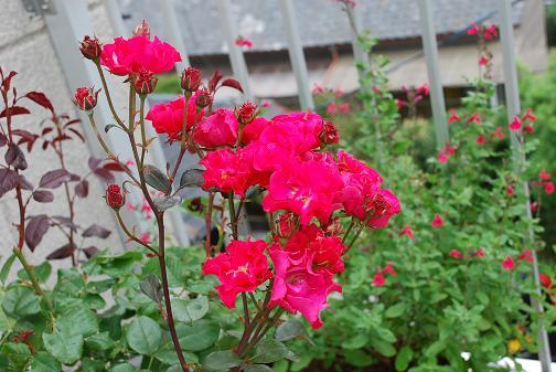 DSC_0062_20120621115419.jpg