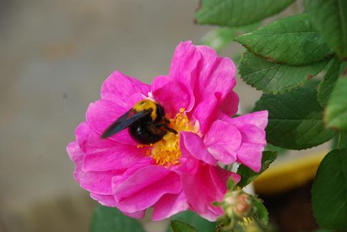 DSC_0005_20120525093744.jpg